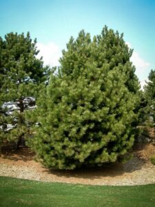 Сосна Чёрная (Pinus Nigra) купить по цене от 270.00р. в интернет-магазине «Посадика» с доставкой почтой в в Кадникове и по всей России – [изображение №1].