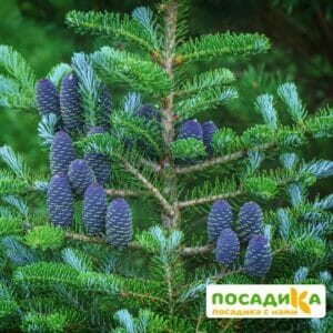 Пихта корейская (Abies koreana) купить по цене от 450.00р. в интернет-магазине «Посадика» с доставкой почтой в в Кадникове и по всей России – [изображение №1].