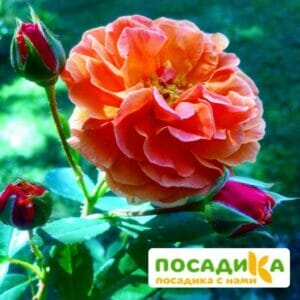 Роза Арабия купить по цене от 350.00р. в интернет-магазине «Посадика» с доставкой почтой в в Кадникове и по всей России – [изображение №1].