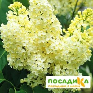 Сирень Примроуз (Primrose) купить по цене от 529.00р. в интернет-магазине «Посадика» с доставкой почтой в в Кадникове и по всей России – [изображение №1].