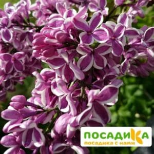 Сирень Сенсация купить по цене от 529.00р. в интернет-магазине «Посадика» с доставкой почтой в в Кадникове и по всей России – [изображение №1].