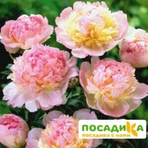 Пион Распберри Сандей (Paeonia Raspberry Sundae) купить по цене от 959р. в интернет-магазине «Посадика» с доставкой почтой в в Кадникове и по всей России – [изображение №1].