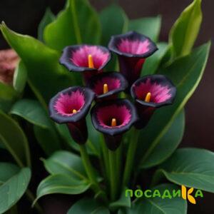 Калла Аура Лейс купить по цене от 400р. в интернет-магазине «Посадика» с доставкой почтой в в Кадникове и по всей России – [изображение №1].