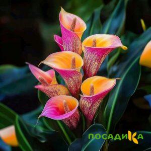 Калла Оникс купить по цене от 450р. в интернет-магазине «Посадика» с доставкой почтой в в Кадникове и по всей России – [изображение №1].