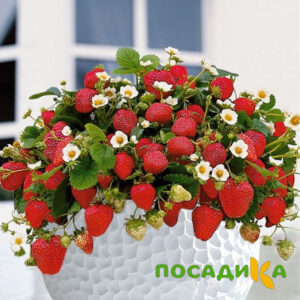 Клубника Рубиновый Шепот (горшечная) купить по цене от 240р. в интернет-магазине «Посадика» с доставкой почтой в в Кадникове и по всей России – [изображение №1].