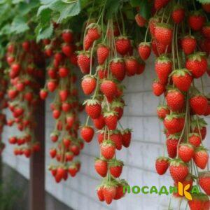 Клубника вьющаяся Комплимент купить по цене от 470р. в интернет-магазине «Посадика» с доставкой почтой в в Кадникове и по всей России – [изображение №1].