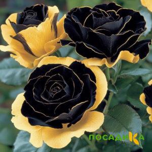 Роза Ханни Сикл купить по цене от 700р. в интернет-магазине «Посадика» с доставкой почтой в в Кадникове и по всей России – [изображение №1].