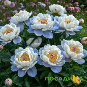 Пион акварельный Этюд купить по цене от 806р. в интернет-магазине «Посадика» с доставкой почтой в в Кадникове и по всей России – [изображение №1].