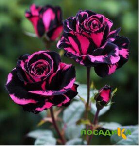 Роза Багровый Шепот купить по цене от 366р. в интернет-магазине «Посадика» с доставкой почтой в в Кадникове и по всей России – [изображение №1].