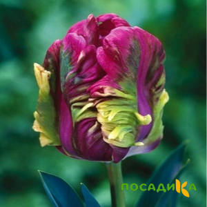 Тюльпан Экзотик Хэвен купить по цене от 186р. в интернет-магазине «Посадика» с доставкой почтой в в Кадникове и по всей России – [изображение №1].